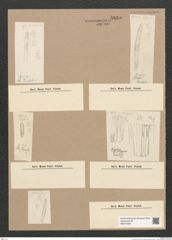 Diatomeae indet. Zeichnungen Sammlung Grunow Nr. 5855 (NHMW-BOT-W0374294)
